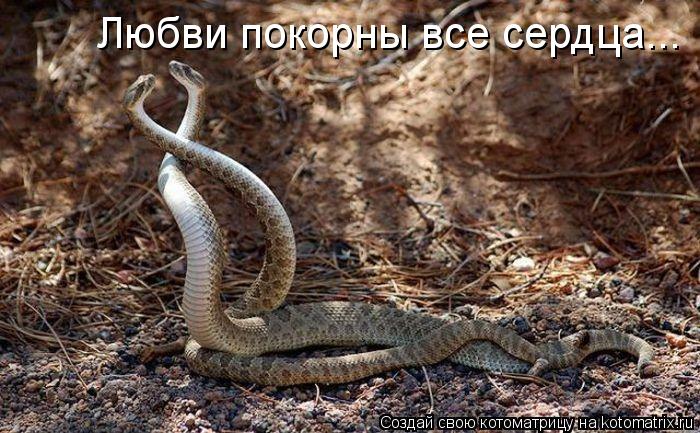 Любви покорны все сердца...... Котоматрица: Любви покорны все сердца...