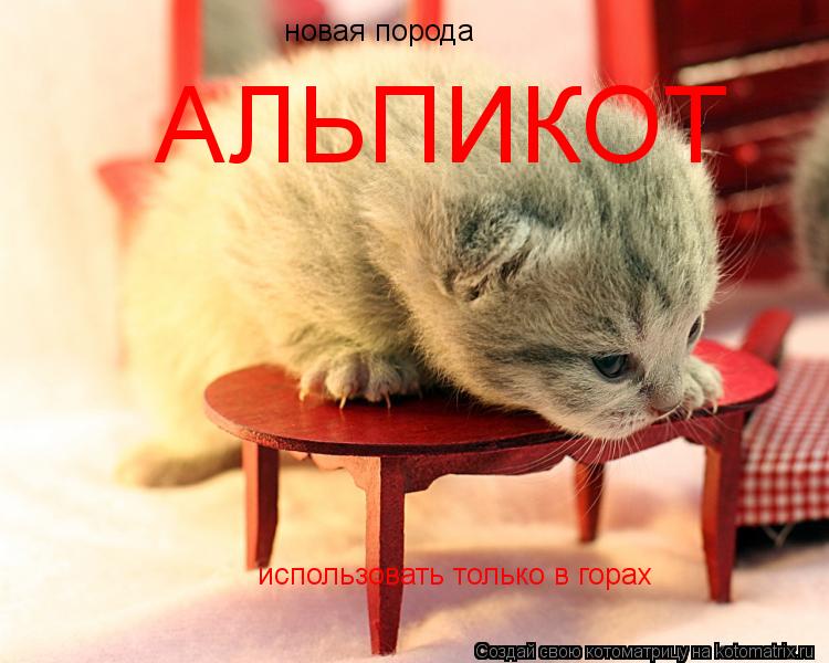новая порода использовать только в горах АЛЬПИКОТ... Котоматрица: новая порода использовать только в горах АЛЬПИКОТ
