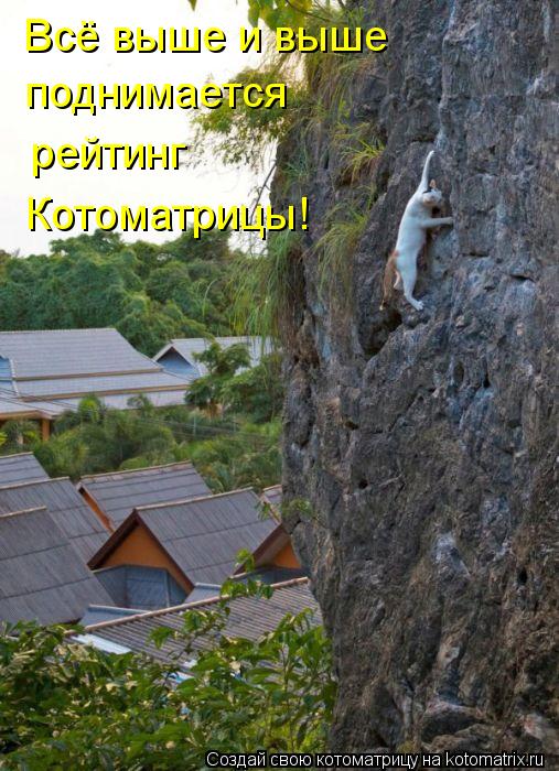 Всё выше и выше рейтинг Котоматрицы! поднимается... Котоматрица: Всё выше и выше рейтинг Котоматрицы! поднимается