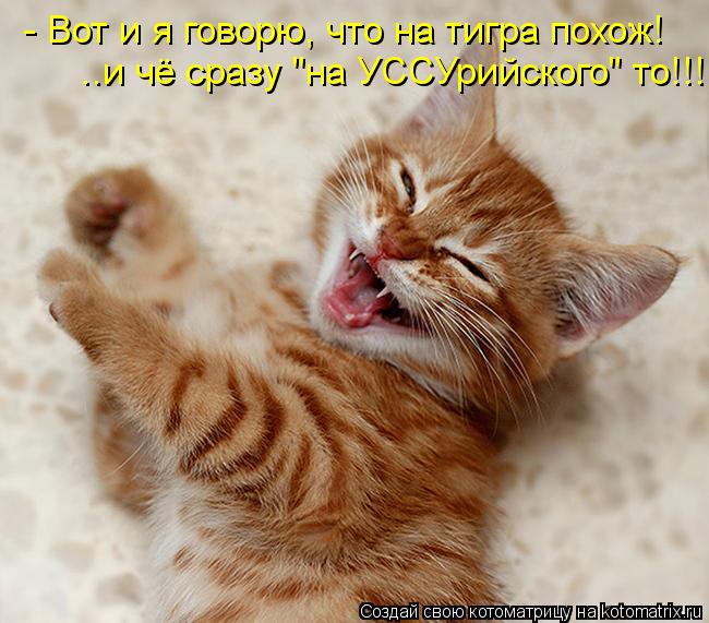 - Вот и я говорю, что на тигра похож! ..и чё сразу "на УССУрийского" то!!!... Котоматрица: - Вот и я говорю, что на тигра похож! ..и чё сразу "на УССУрийского" то!!!