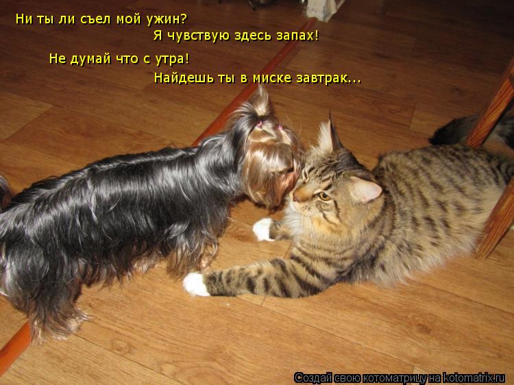 Ни ты ли съел мой ужин? Я чувствую здесь запах! Не думай что с утра! Найдешь ты в миске завтрак...... Котоматрица: Ни ты ли съел мой ужин? Я чувствую здесь запах! Не думай что с утра! Найдешь ты в миске завтрак...
