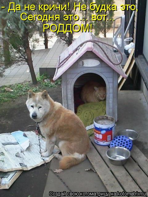 - Да не кричи! Не будка это, Сегодня это... вот... РОДДОМ!... Котоматрица: - Да не кричи! Не будка это, Сегодня это... вот... РОДДОМ!