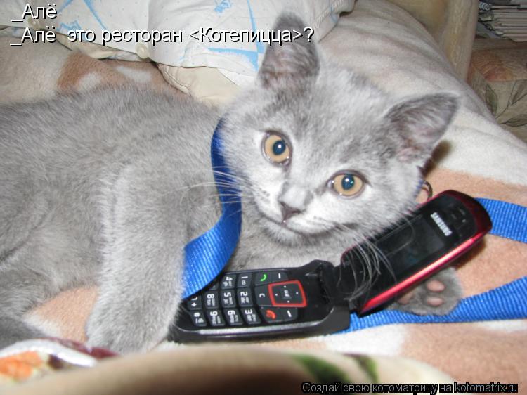 _Але .. _Але .. это ресторан <Котепицца>?... Котоматрица: _Але .. _Але .. это ресторан <Котепицца>?