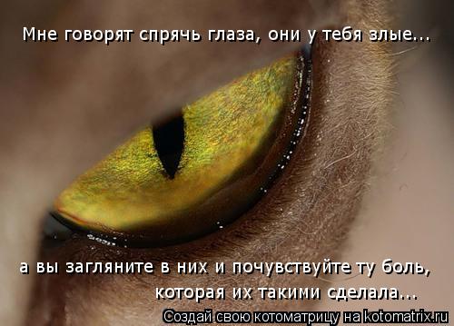 Мне говорят спрячь глаза, они у тебя злые... а вы загляните в них и почувствуйте ту боль, которая их ... Котоматрица: Мне говорят спрячь глаза, они у тебя злые... а вы загляните в них и почувствуйте ту боль, которая их такими сделала...