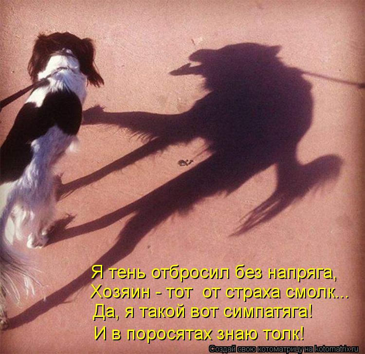 Хозяин - тот от страха смолк... Да, я такой вот симпатяга! И в поросятах знаю толк! Я тень отбросил ... Котоматрица: Хозяин - тот от страха смолк... Да, я такой вот симпатяга! И в поросятах знаю толк! Я тень отбросил без напряга,