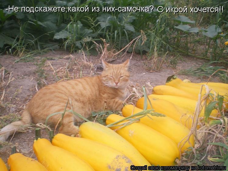 -Не подскажете,какой из них-самочка? С икрой хочется!!... Котоматрица: -Не подскажете,какой из них-самочка? С икрой хочется!!