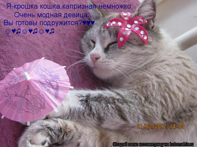 Я-крошка кошка,капризная немножко, Очень модная девица, Вы готовы подружится?♥♥♥ &#... Котоматрица: Я-крошка кошка,капризная немножко, Очень модная девица, Вы готовы подружится?♥♥♥ ☺♥♫☺♥♫☺&#