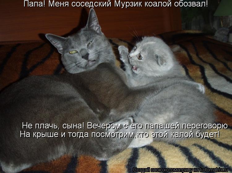 Папа! Меня соседский Мурзик коалой обозвал! Не плачь, сына! Вечером с его папашей переговорю На крыше... Котоматрица: Папа! Меня соседский Мурзик коалой обозвал! Не плачь, сына! Вечером с его папашей переговорю На крыше и тогда посмотрим,кто этой калой будет!