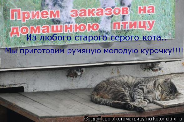 Из любого старого серого кота.. Мы приготовим румяную молодую курочку!!!!... Котоматрица: Из любого старого серого кота.. Мы приготовим румяную молодую курочку!!!!