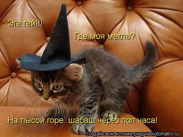 Эге гей!!! Где моя метла? На лысой горе..шабаш через пол часа!... Котоматрица: Эге гей!!! Где моя метла? На лысой горе..шабаш через пол часа!