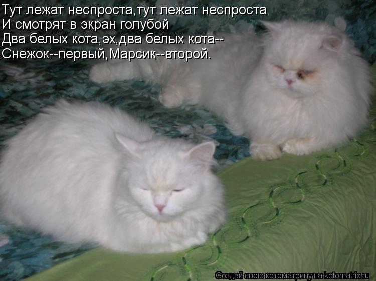 Тут лежат неспроста,тут лежат неспроста И смотрят в экран голубой Два белых кота,эх,два белых кота-- ... Котоматрица: Тут лежат неспроста,тут лежат неспроста И смотрят в экран голубой Два белых кота,эх,два белых кота-- Снежок--первый,Марсик--второй.