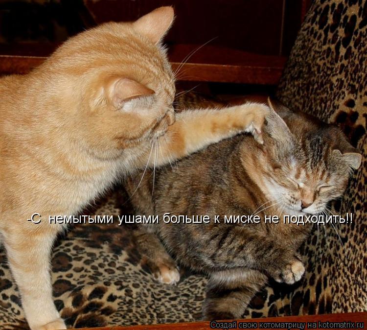 -С немытыми ушами больше к миске не подходить!!... Котоматрица: -С немытыми ушами больше к миске не подходить!!