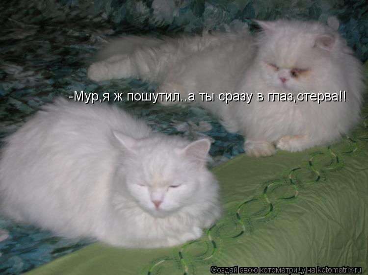 -Мур,я ж пошутил..а ты сразу в глаз,стерва!!... Котоматрица: -Мур,я ж пошутил..а ты сразу в глаз,стерва!!