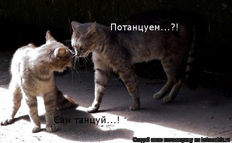 Потанцуем...?! Сам танцуй...!... Котоматрица: Потанцуем...?! Сам танцуй...!
