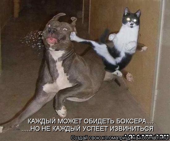 .....НО НЕ КАЖДЫЙ УСПЕЕТ ИЗВИНИТЬСЯ КАЖДЫЙ МОЖЕТ ОБИДЕТЬ БОКСЕРА....... Котоматрица: .....НО НЕ КАЖДЫЙ УСПЕЕТ ИЗВИНИТЬСЯ КАЖДЫЙ МОЖЕТ ОБИДЕТЬ БОКСЕРА....