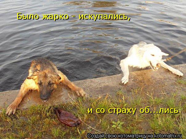Было жарко - искупались, и со страху об...лись... Котоматрица: Было жарко - искупались, и со страху об...лись