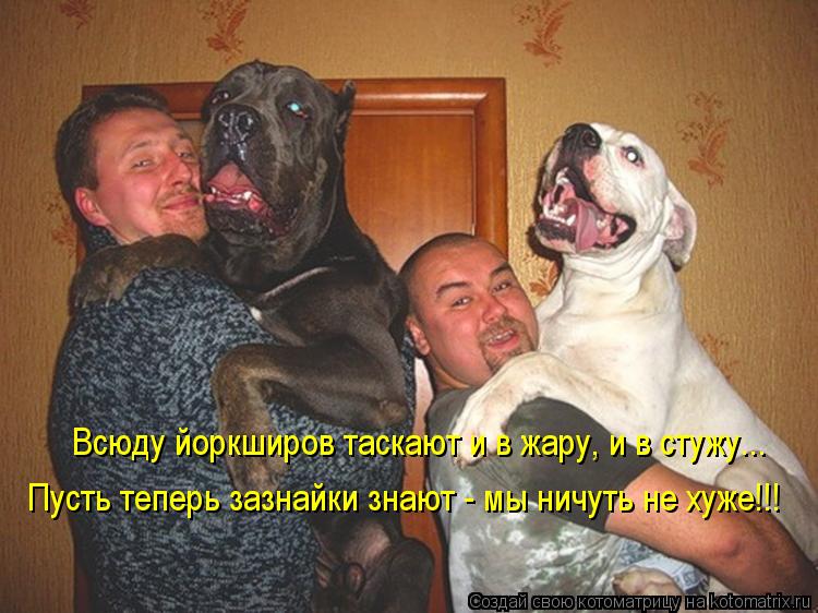 Всюду йоркширов таскают и в жару, и в стужу... Пусть теперь зазнайки знают - мы ничуть не хуже!!!... Котоматрица: Всюду йоркширов таскают и в жару, и в стужу... Пусть теперь зазнайки знают - мы ничуть не хуже!!!