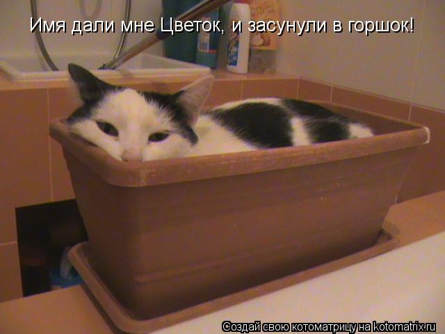 Имя дали мне Цветок, и засунули в горшок!... Котоматрица: Имя дали мне Цветок, и засунули в горшок!