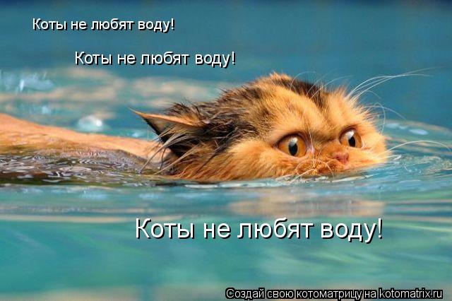 Коты не любят воду! Коты не любят воду! Коты не любят воду!... Котоматрица: Коты не любят воду! Коты не любят воду! Коты не любят воду!