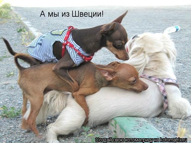 А мы из Швеции!... Котоматрица: А мы из Швеции!