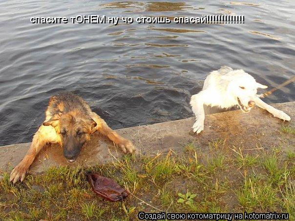спасите тОНЕМ ну чо стоишь спасай!!!!!!!!!!!!!... Котоматрица: спасите тОНЕМ ну чо стоишь спасай!!!!!!!!!!!!!