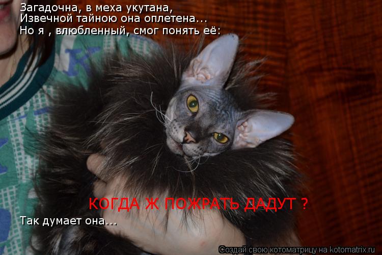 Загадочна, в меха укутана, Извечной тайною она оплетена... Но я , влюбленный, смог понять её: КОГДА Ж... Котоматрица: Загадочна, в меха укутана, Извечной тайною она оплетена... Но я , влюбленный, смог понять её: КОГДА Ж ПОЖРАТЬ ДАДУТ ? Так думает она...