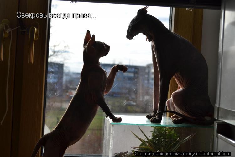 Свекровь всегда права...... Котоматрица: Свекровь всегда права...