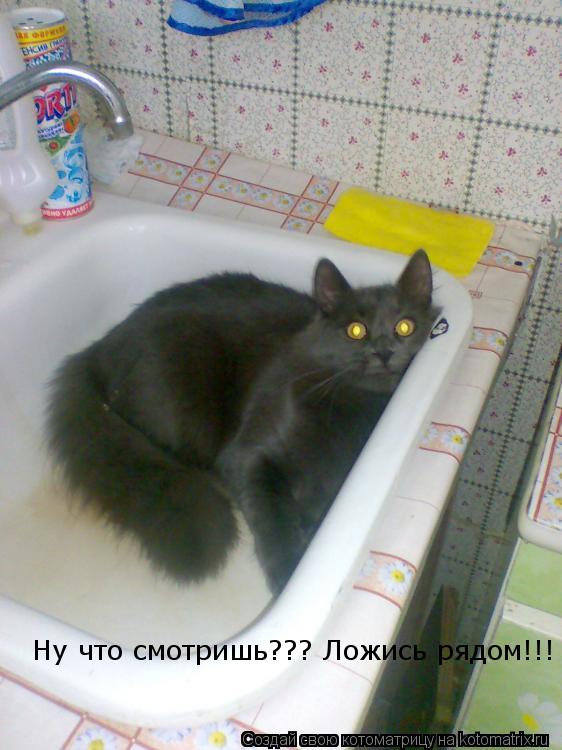 Ну что смотришь??? Ложись рядом!!!... Котоматрица: Ну что смотришь??? Ложись рядом!!!