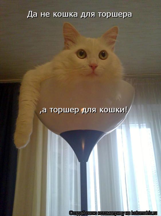 Да не кошка для торшера ,а торшер для кошки!... Котоматрица: Да не кошка для торшера ,а торшер для кошки!