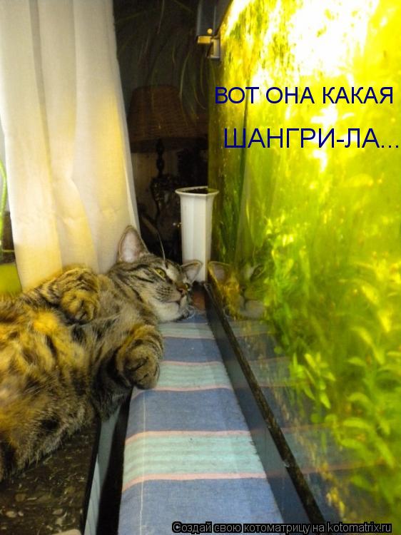 ВОТ ОНА КАКАЯ ШАНГРИ-ЛА ...... Котоматрица: ВОТ ОНА КАКАЯ ШАНГРИ-ЛА ...