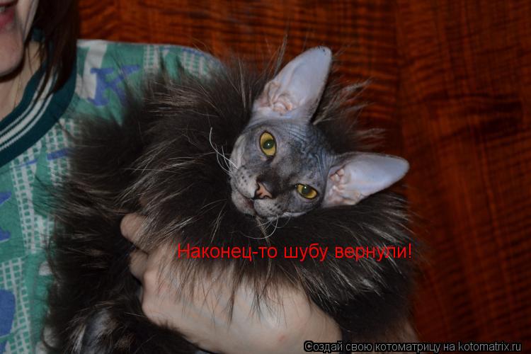 Наконец-то шубу вернули!... Котоматрица: Наконец-то шубу вернули!