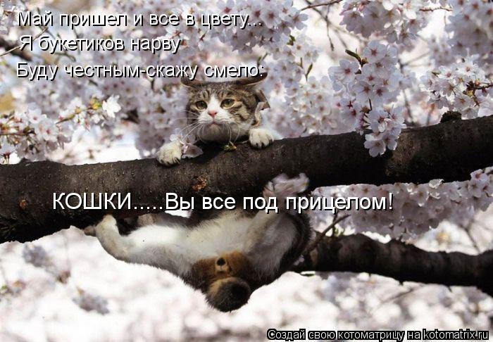 Май пришел и все в цвету... Я букетиков нарву Буду честным-скажу смело: КОШКИ.....Вы все под прицелом... Котоматрица: Май пришел и все в цвету... Я букетиков нарву Буду честным-скажу смело: КОШКИ.....Вы все под прицелом!