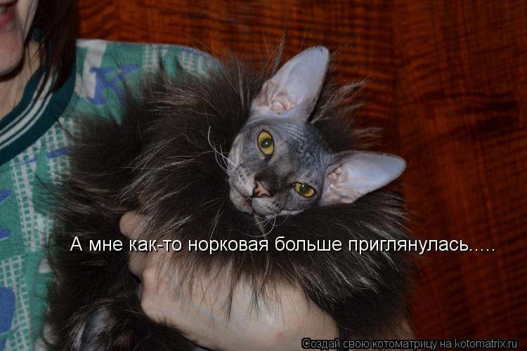 А мне как-то норковая больше приглянулась........ Котоматрица: А мне как-то норковая больше приглянулась.....