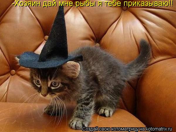 -Хозяин дай мне рыбы я тебе приказываю!!... Котоматрица: -Хозяин дай мне рыбы я тебе приказываю!!