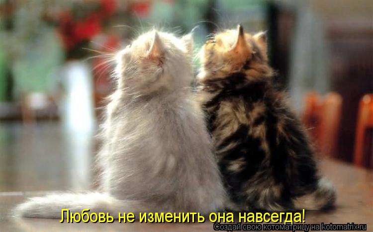 Любовь не изменить она навсегда!... Котоматрица: Любовь не изменить она навсегда!