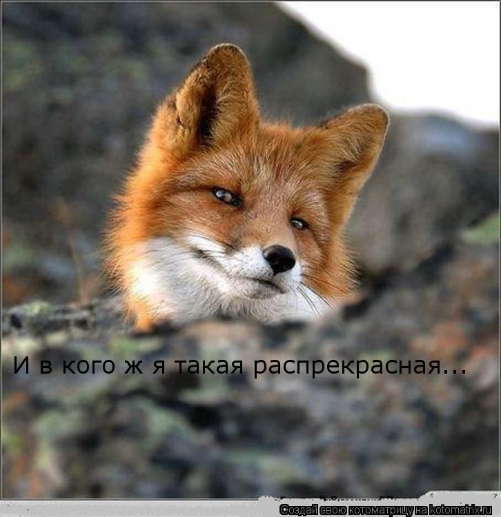 И в кого ж я такая распрекрасная...... Котоматрица: И в кого ж я такая распрекрасная...