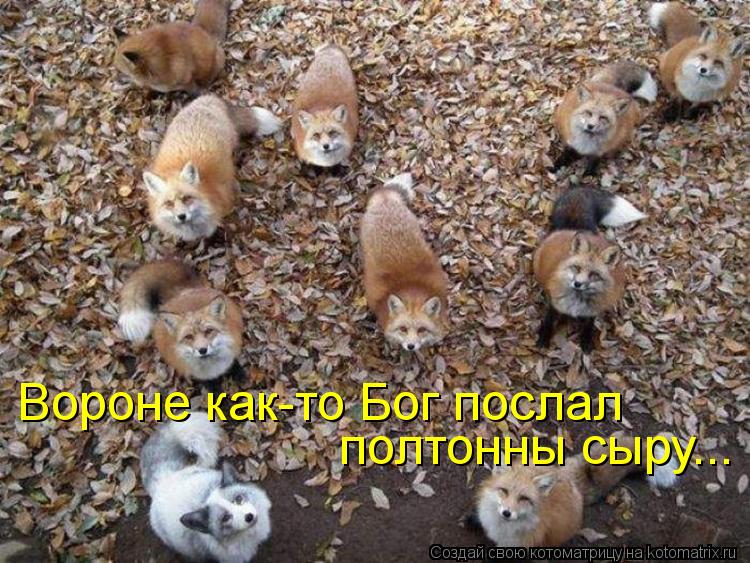 Вороне как-то Бог послал полтонны сыру...... Котоматрица: Вороне как-то Бог послал полтонны сыру...