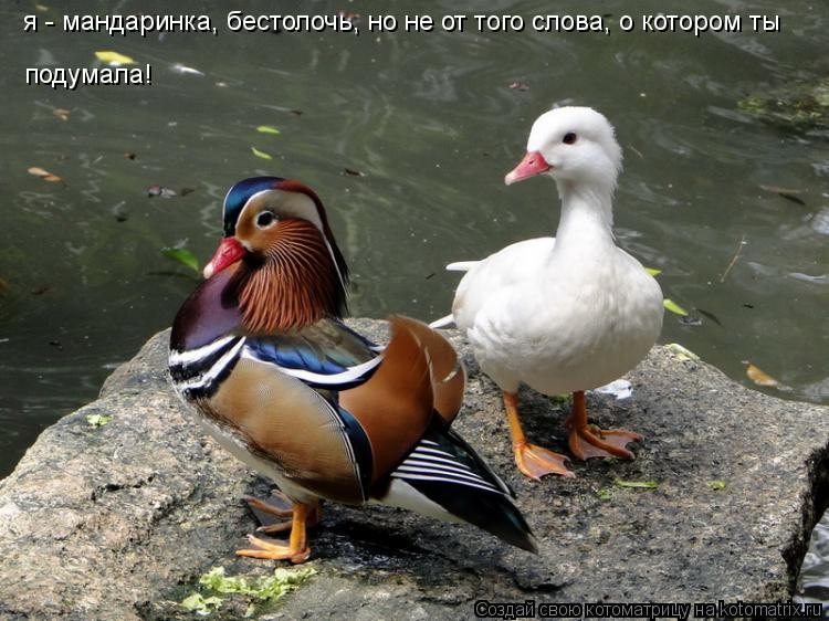 я - мандаринка, бестолочь, но не от того слова, о котором ты подумала!... Котоматрица: я - мандаринка, бестолочь, но не от того слова, о котором ты подумала!