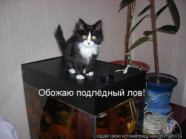 Обожаю подлёдный лов!... Котоматрица: Обожаю подлёдный лов!