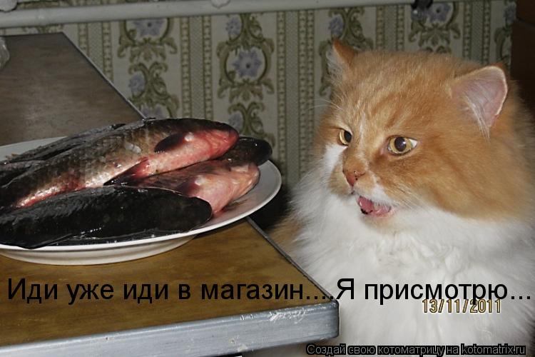 Иди уже иди в магазин....Я присмотрю...... Котоматрица: Иди уже иди в магазин....Я присмотрю...