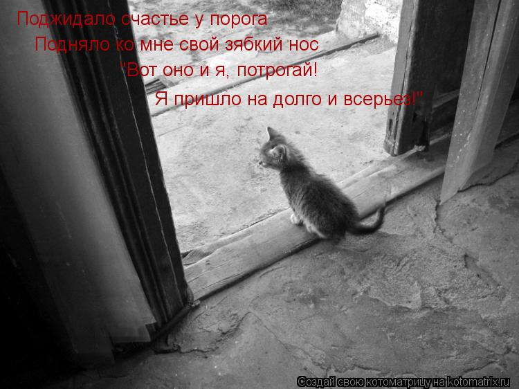 Поджидало счастье у порога Подняло ко мне свой зябкий нос "Вот оно и я, потрогай! Я пришло на долго ... Котоматрица: Поджидало счастье у порога Подняло ко мне свой зябкий нос "Вот оно и я, потрогай! Я пришло на долго и всерьез!"