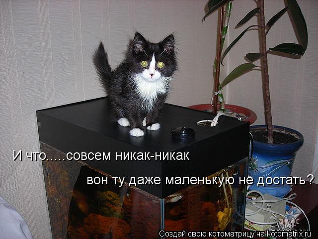 И что.....совсем никак-никак вон ту даже маленькую не достать ?... Котоматрица: И что.....совсем никак-никак вон ту даже маленькую не достать ?