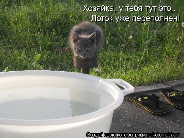 Хозяйка, у тебя тут это... Лоток уже переполнен!... Котоматрица: Хозяйка, у тебя тут это... Лоток уже переполнен!
