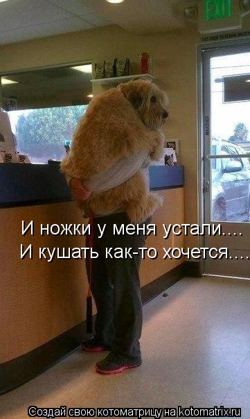 И ножки у меня устали.... И кушать как-то хочется....... Котоматрица: И ножки у меня устали.... И кушать как-то хочется....