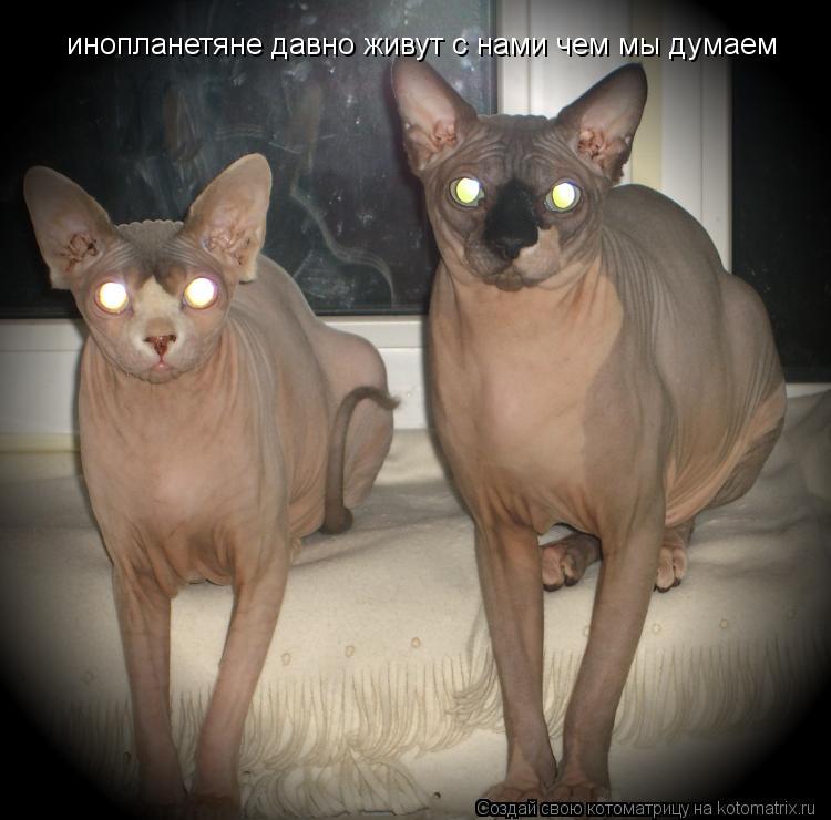 инопланетяне давно живут с нами чем мы думаем... Котоматрица: инопланетяне давно живут с нами чем мы думаем