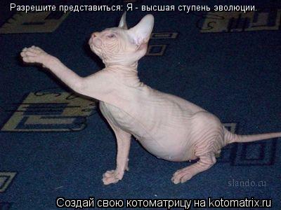 Разрешите представиться: Я - высшая ступень эволюции.... Котоматрица: Разрешите представиться: Я - высшая ступень эволюции.