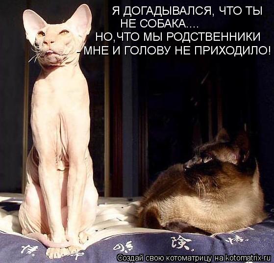 Я ДОГАДЫВАЛСЯ, ЧТО ТЫ НЕ СОБАКА.... НО,ЧТО МЫ РОДСТВЕННИКИ - МНЕ И ГОЛОВУ НЕ ПРИХОДИЛО!... Котоматрица: Я ДОГАДЫВАЛСЯ, ЧТО ТЫ НЕ СОБАКА.... НО,ЧТО МЫ РОДСТВЕННИКИ - МНЕ И ГОЛОВУ НЕ ПРИХОДИЛО!