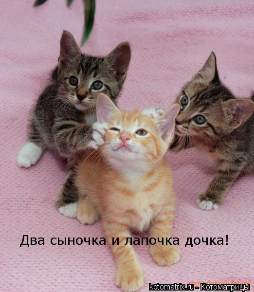 Два сыночка и лапочка дочка!... Котоматрица: Два сыночка и лапочка дочка!