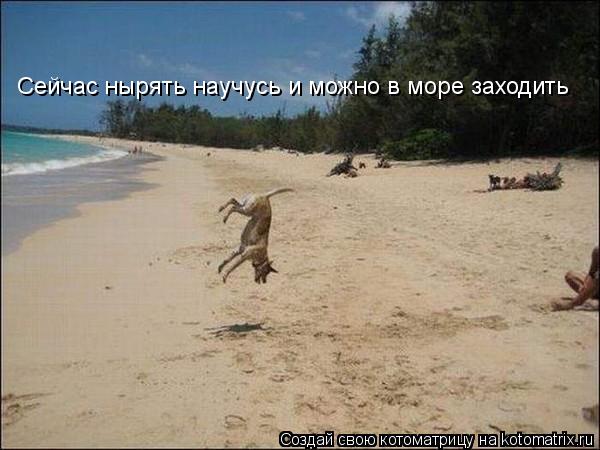 Сейчас нырять научусь и можно в море заходить... Котоматрица: Сейчас нырять научусь и можно в море заходить