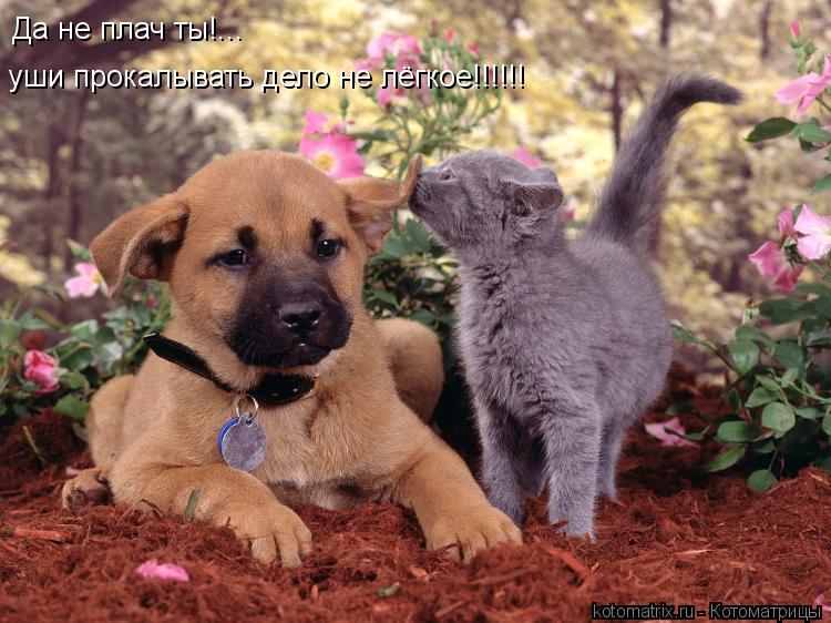 Да не плач ты!... уши прокалывать дело не лёгкое!!!!!!... Котоматрица: Да не плач ты!... уши прокалывать дело не лёгкое!!!!!!